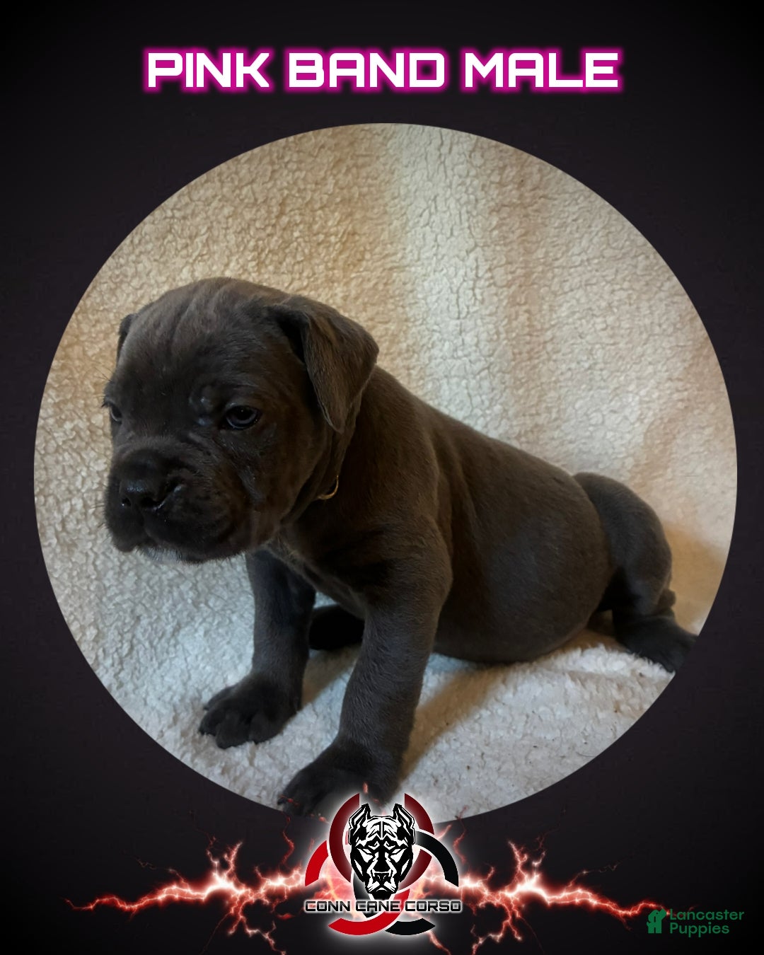 Cane Corso dogs Cane Corso Puppy 1 - Ad 31