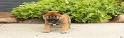 Shiba Inu dogs for sale: Trevor  - Ad 3