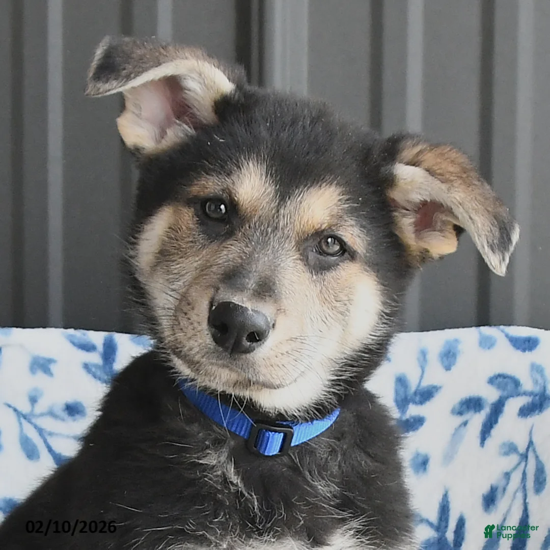 German Shepherd dogs for sale: Vinnie - Ad 4