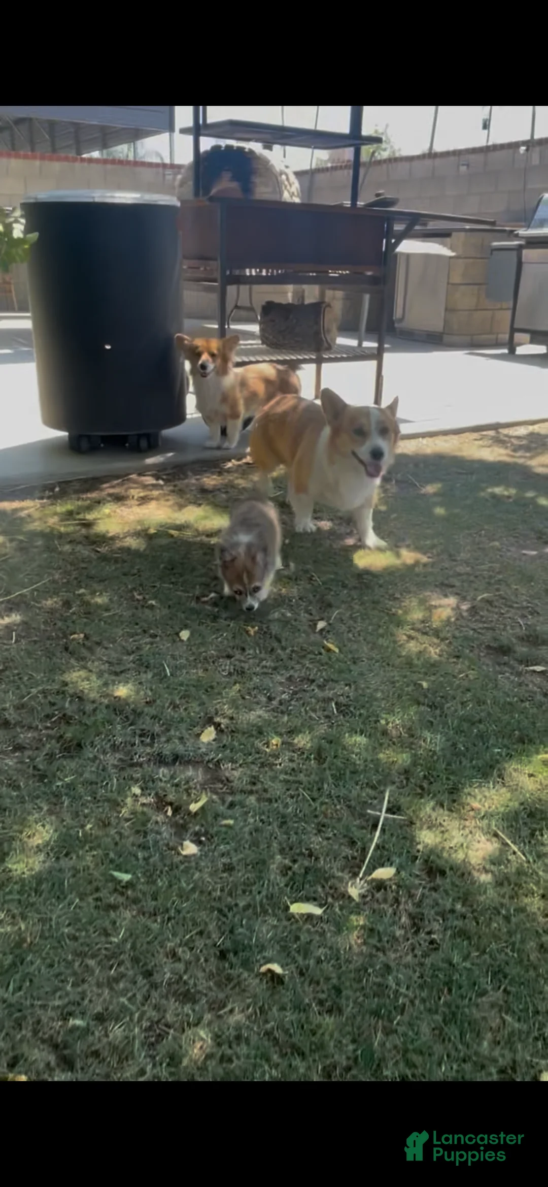 Welsh Corgi Pembroke dogs for sale: Welsh Corgi Pembroke  - Ad 2