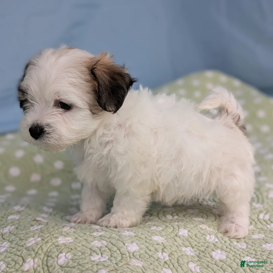 Teddy Bear dogs for sale: Death Dandelion - Ad 7