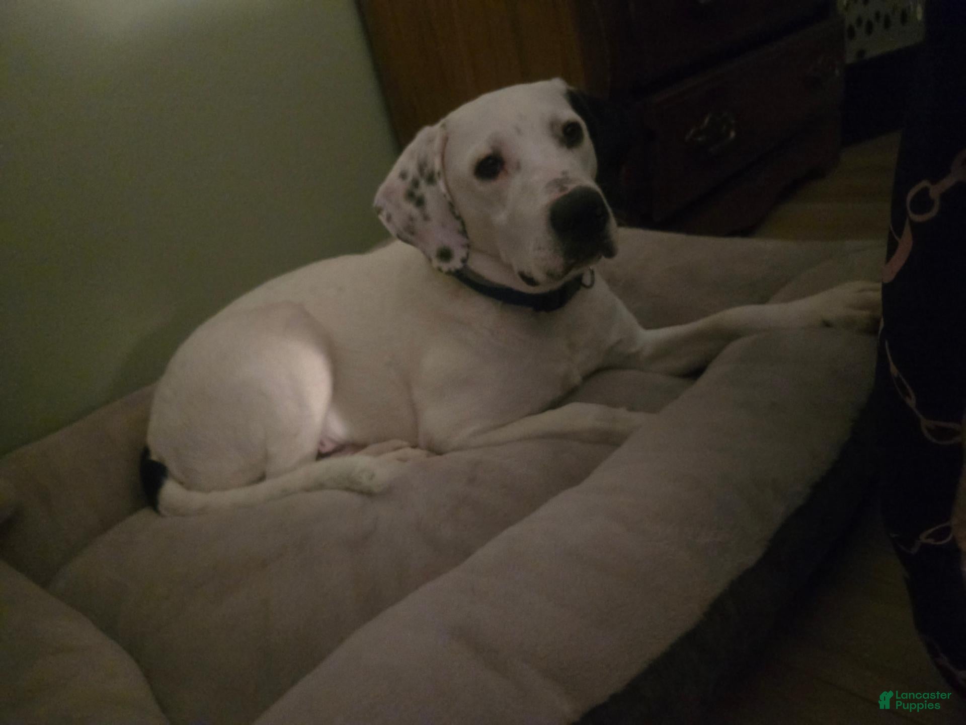 Labrador Retriever dogs for sale: Dexter - Ad 1