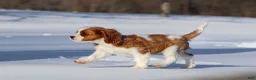 Cavalier King Charles Spaniel dogs for sale: Liam - Ad 22