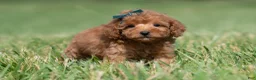 Maltipoo dogs for sale: Putt Putt F1 - Ad 2