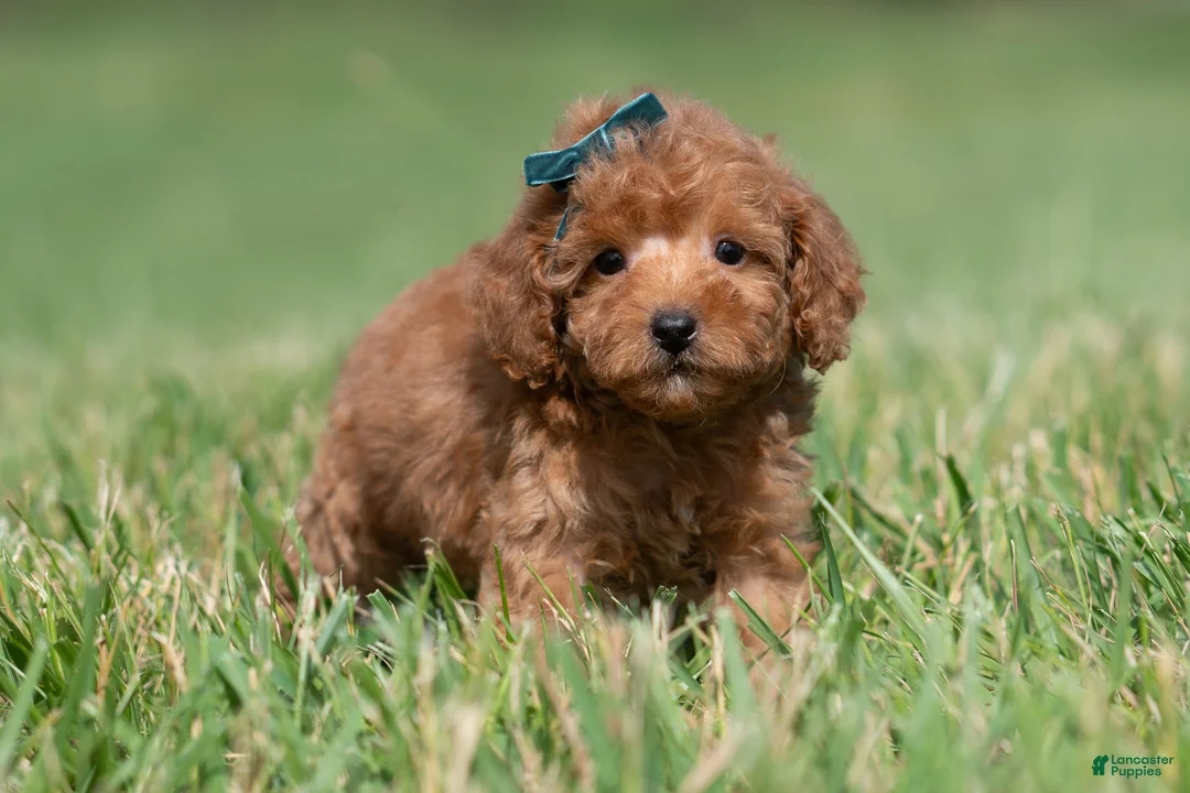 Maltipoo dogs for sale: Putt Putt F1 - Ad 2