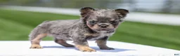 French Bulldog dogs for sale: Jason - Ad 9