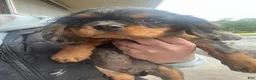 Cavalier King Charles Spaniel dogs for sale: Cavalier King Charles Spaniel 1 - Ad 7