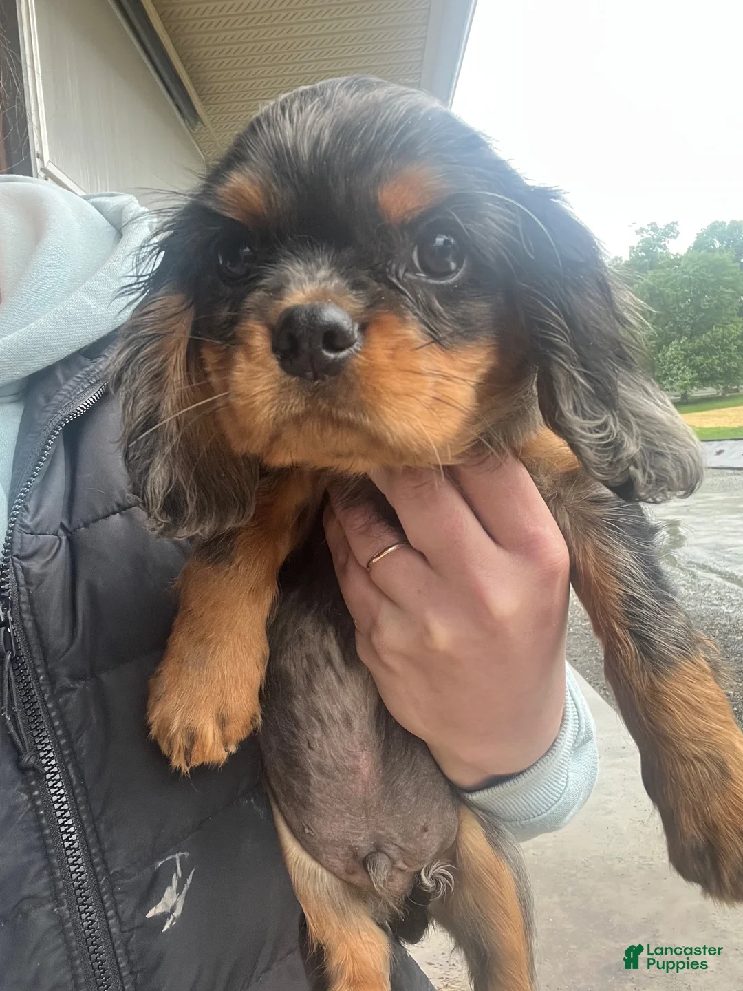 Cavalier King Charles Spaniel dogs for sale: Cavalier King Charles Spaniel 2 - Ad 7