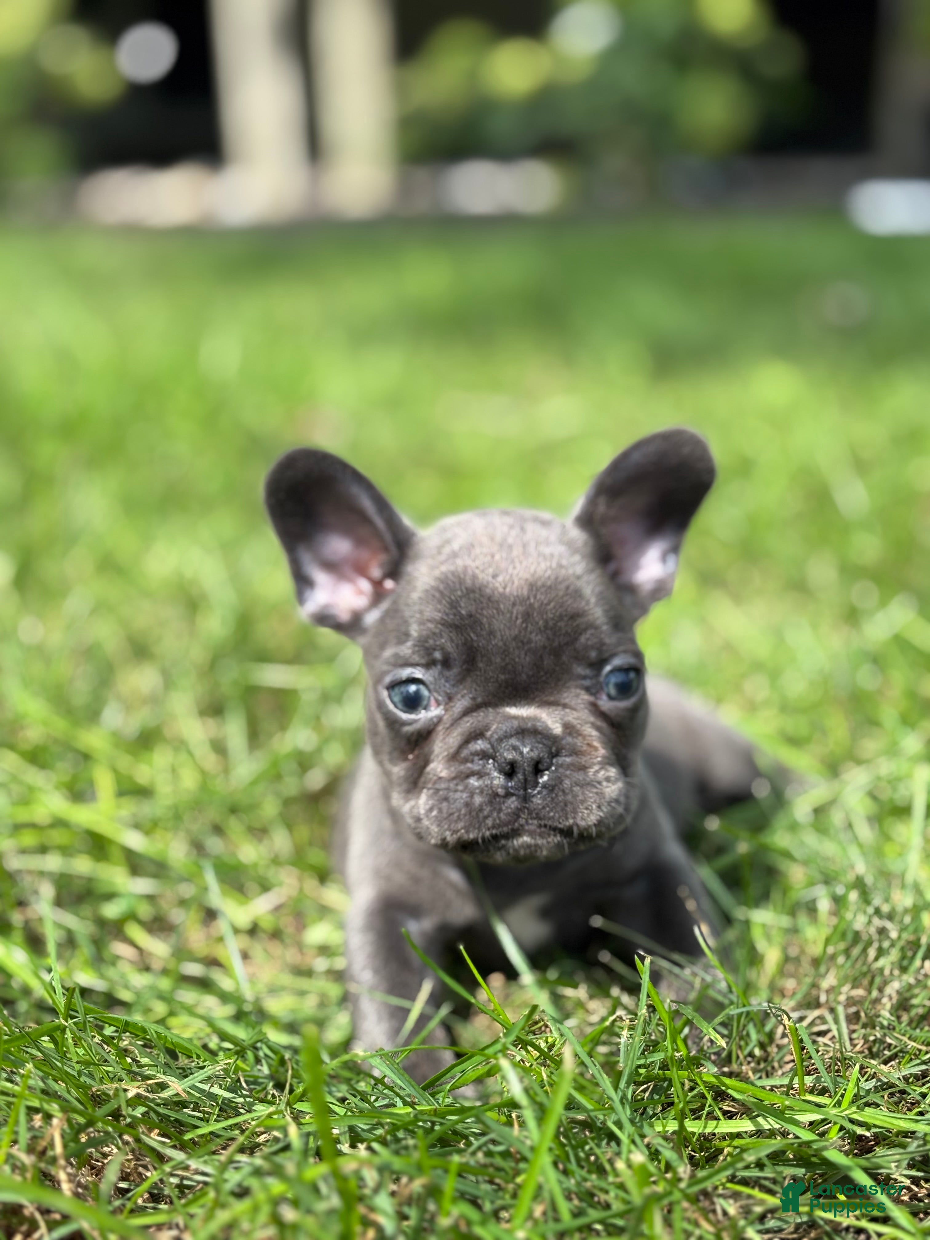 French Bulldog dogs Seth - Ad 2