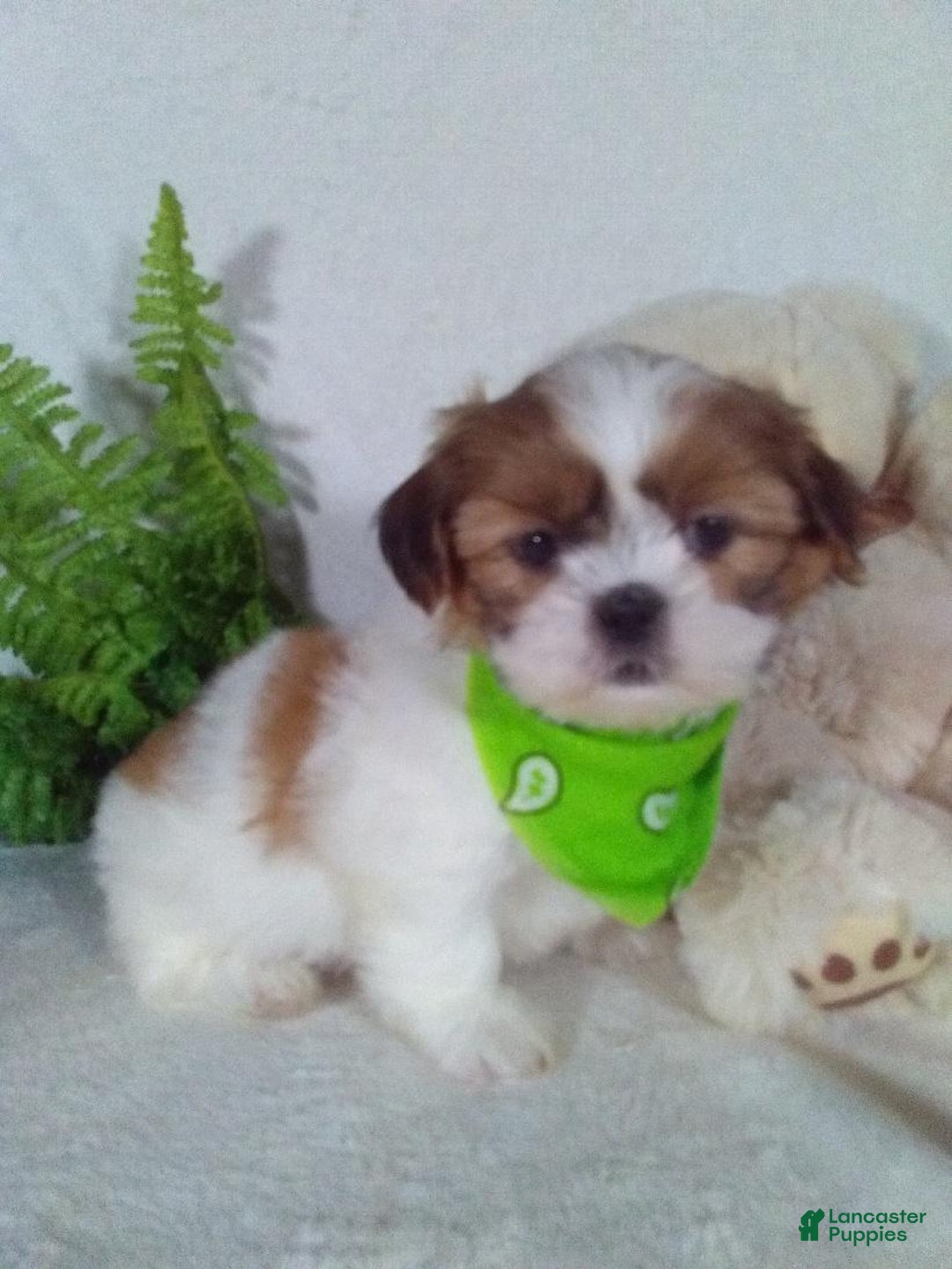 Shih Tzu dogs for sale: Carlos - Ad 2