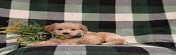 Eskipoo dogs for sale: Denzel - Ad 7