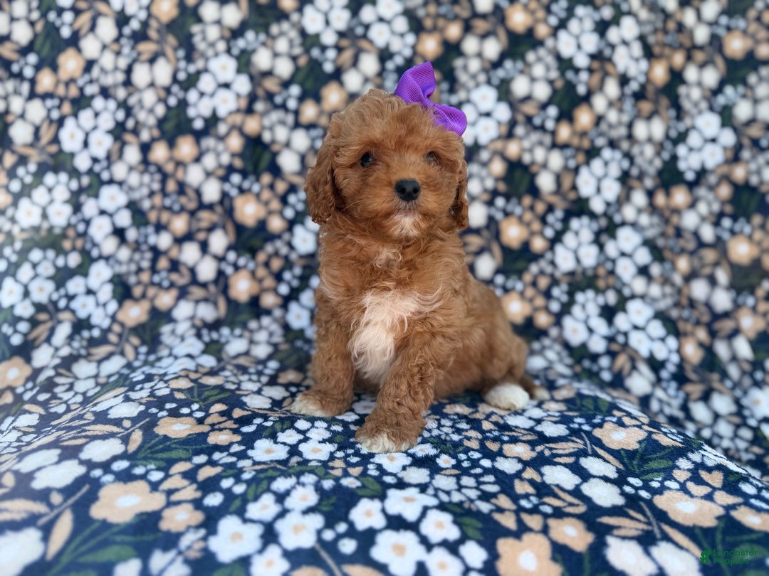 Cavapoo dogs for sale: Sienna - Ad 3