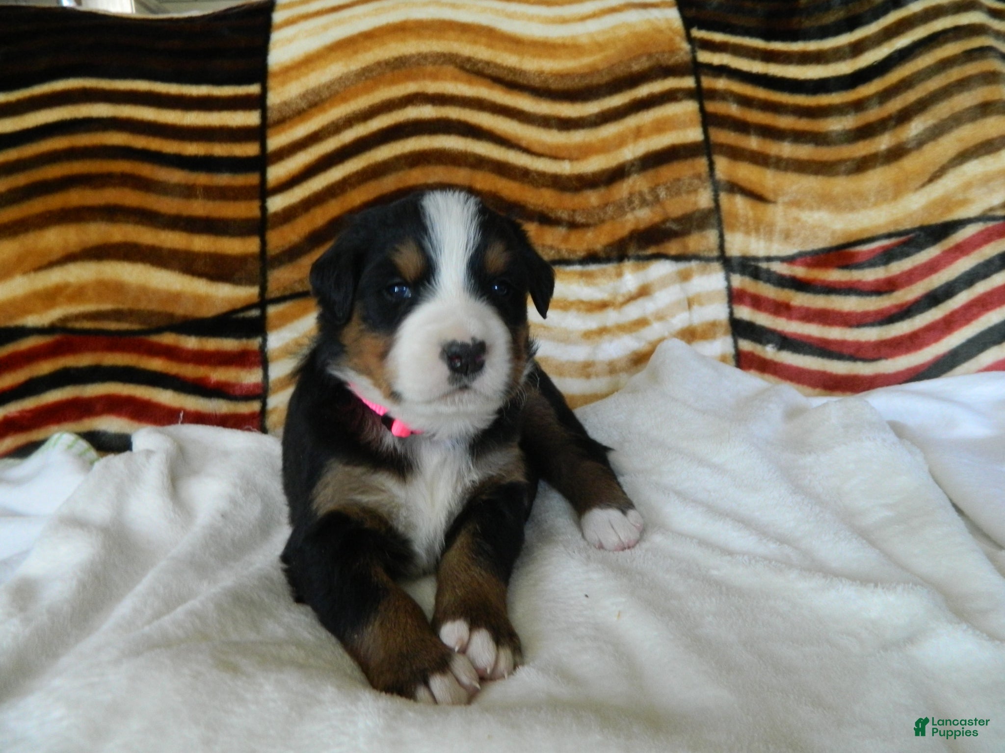 Bernese Mountain Dog dogs Belle - Ad 35