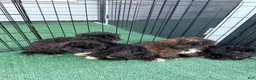 Shihpoo dogs for sale: Benny - Ad 4