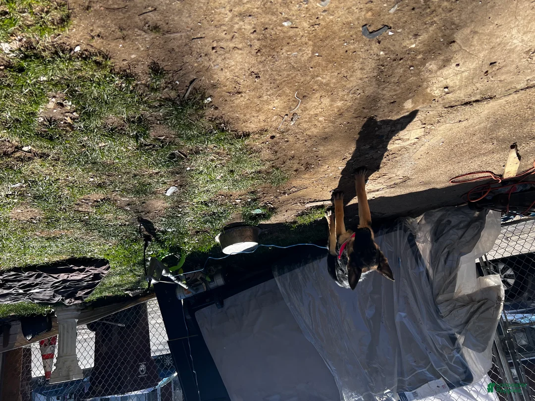 German Shepherd dogs for sale: Chary - Ad 1