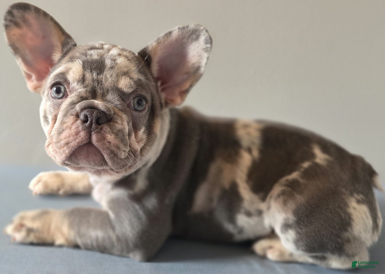 French Bulldog dogs Rosemary - Ad 1