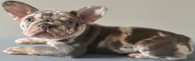 Rosemary
