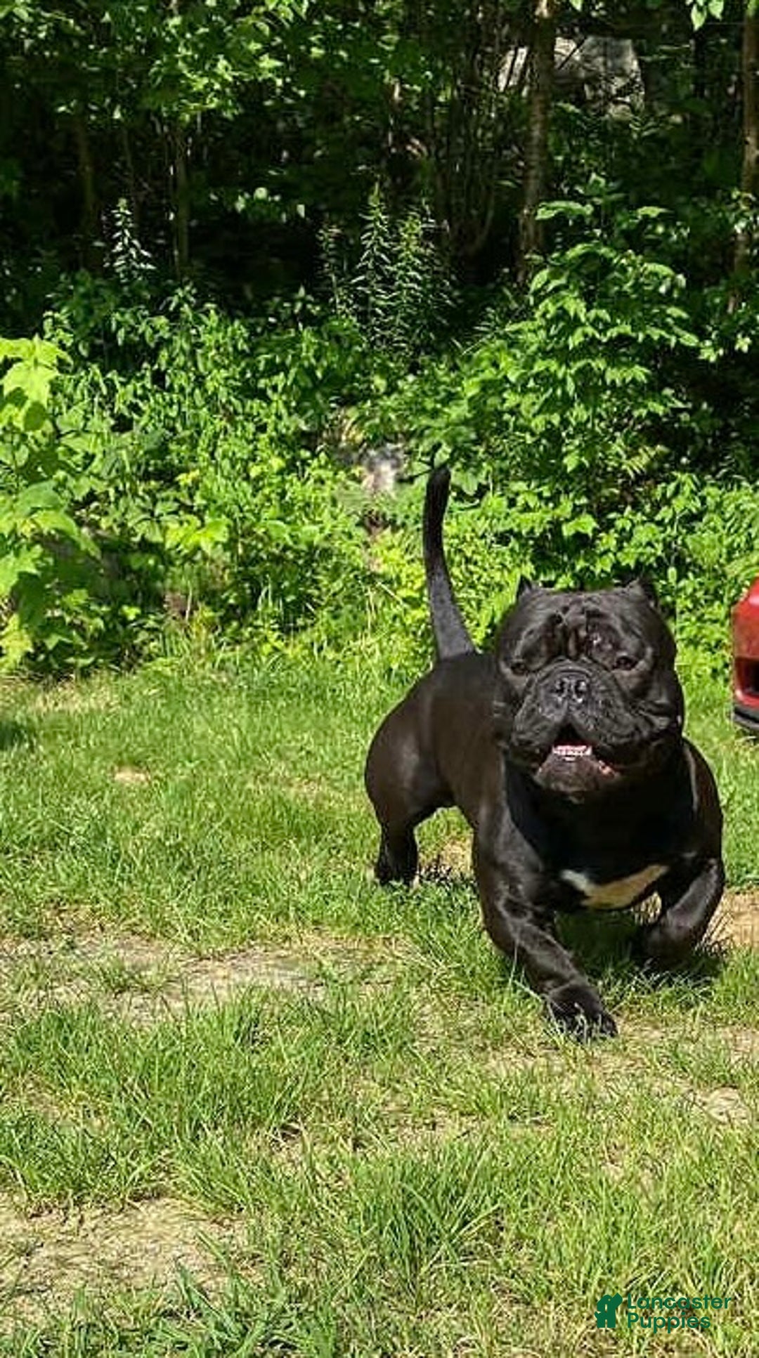 American Bully dogs for sale: American Bully Puppy 4 - Ad 4