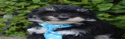 Mini Bernedoodle dogs for sale: Mini Buster - Ad 4
