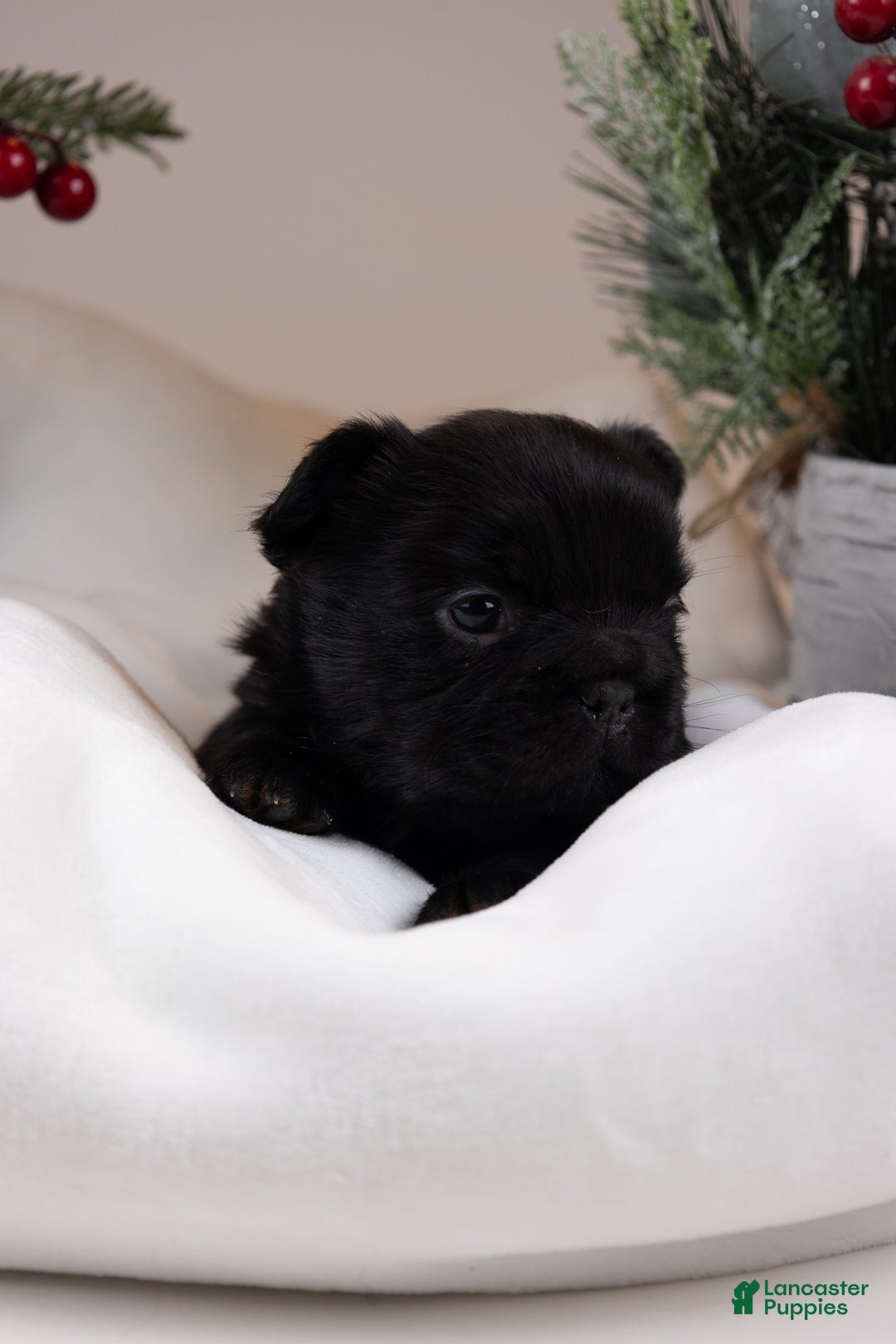 French Bulldog dogs for sale: Teddie -Fulffy Big Rope - Ad 7