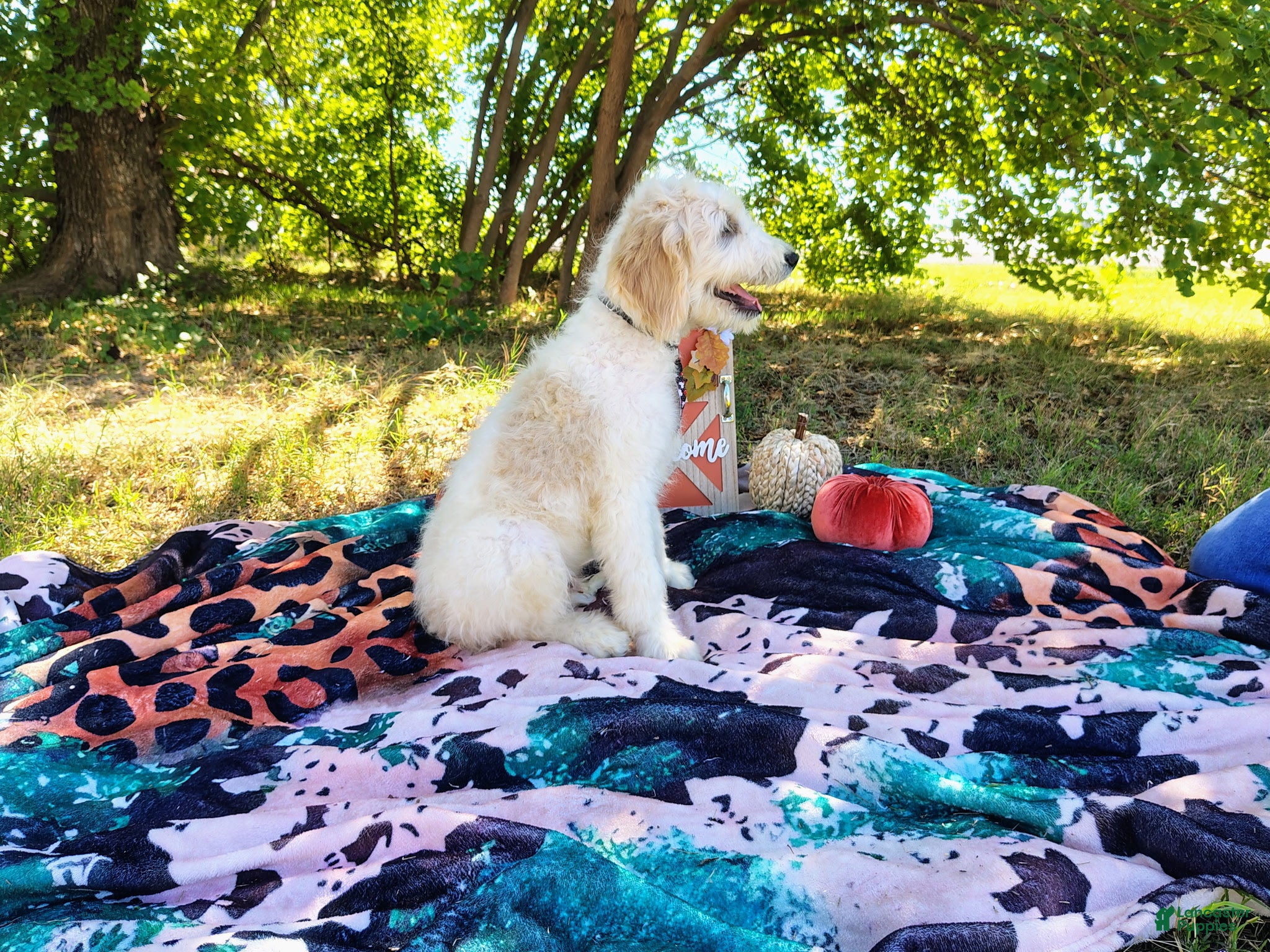 Mini Goldendoodle dogs Male 1 - Ad 2