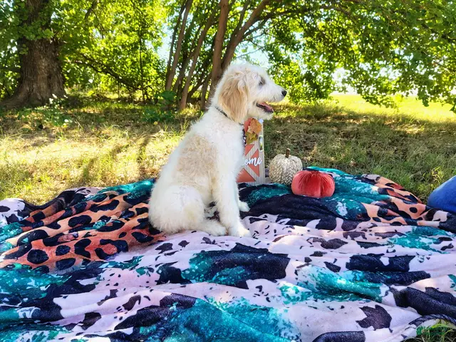 Mini Goldendoodle dogs Male 1 - Ad 2