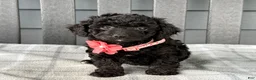 Cockapoo dogs for sale: Oakley  - Ad 6