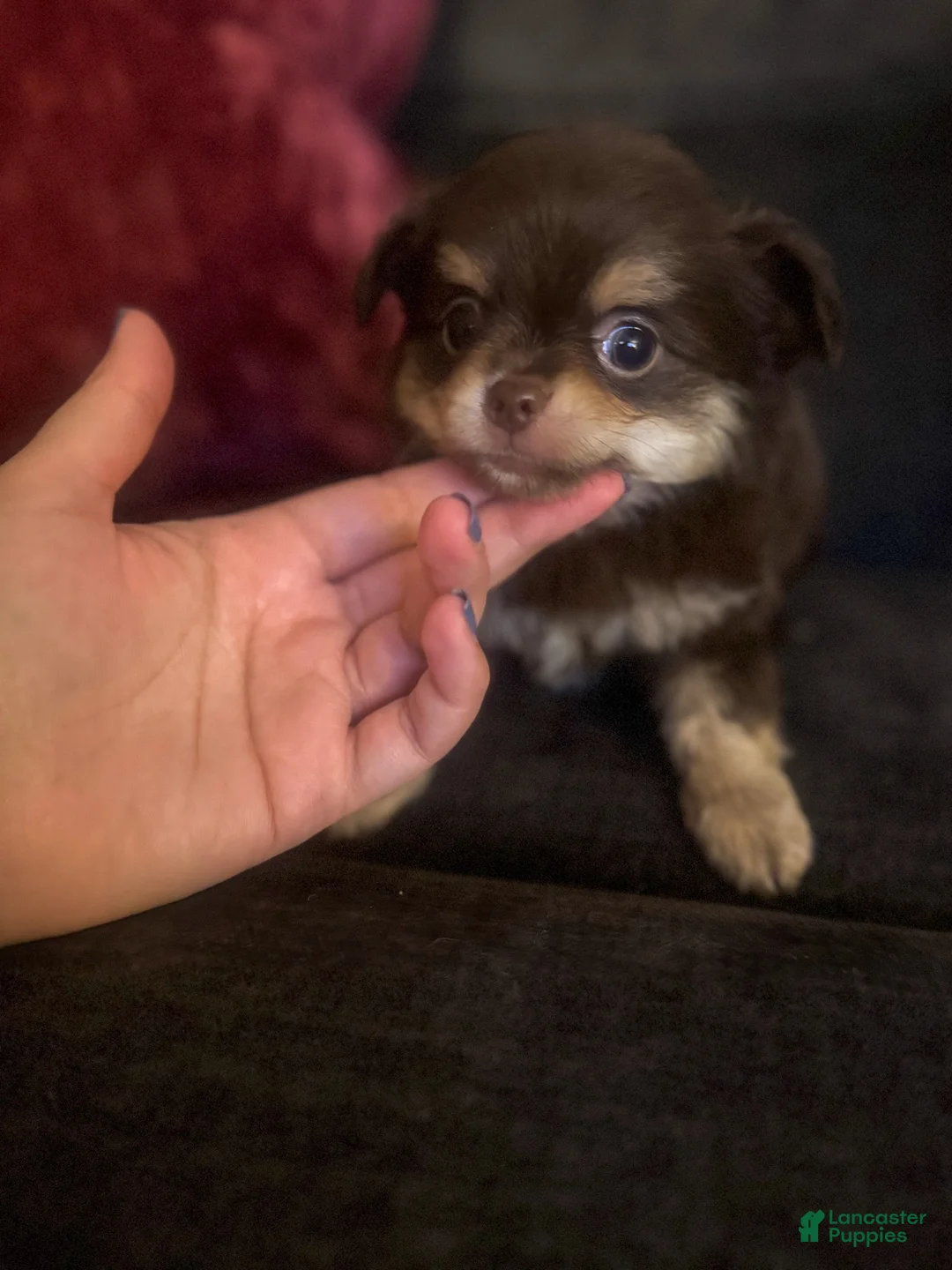 Chihuahua dogs for sale: Bentley - Ad 1