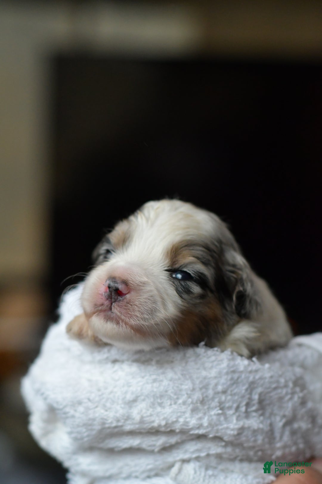 Mini Aussiedoodle dogs for sale: Cash - Ad 7