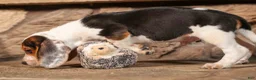 Beagle dogs for sale: Dillard🐾 - Ad 14