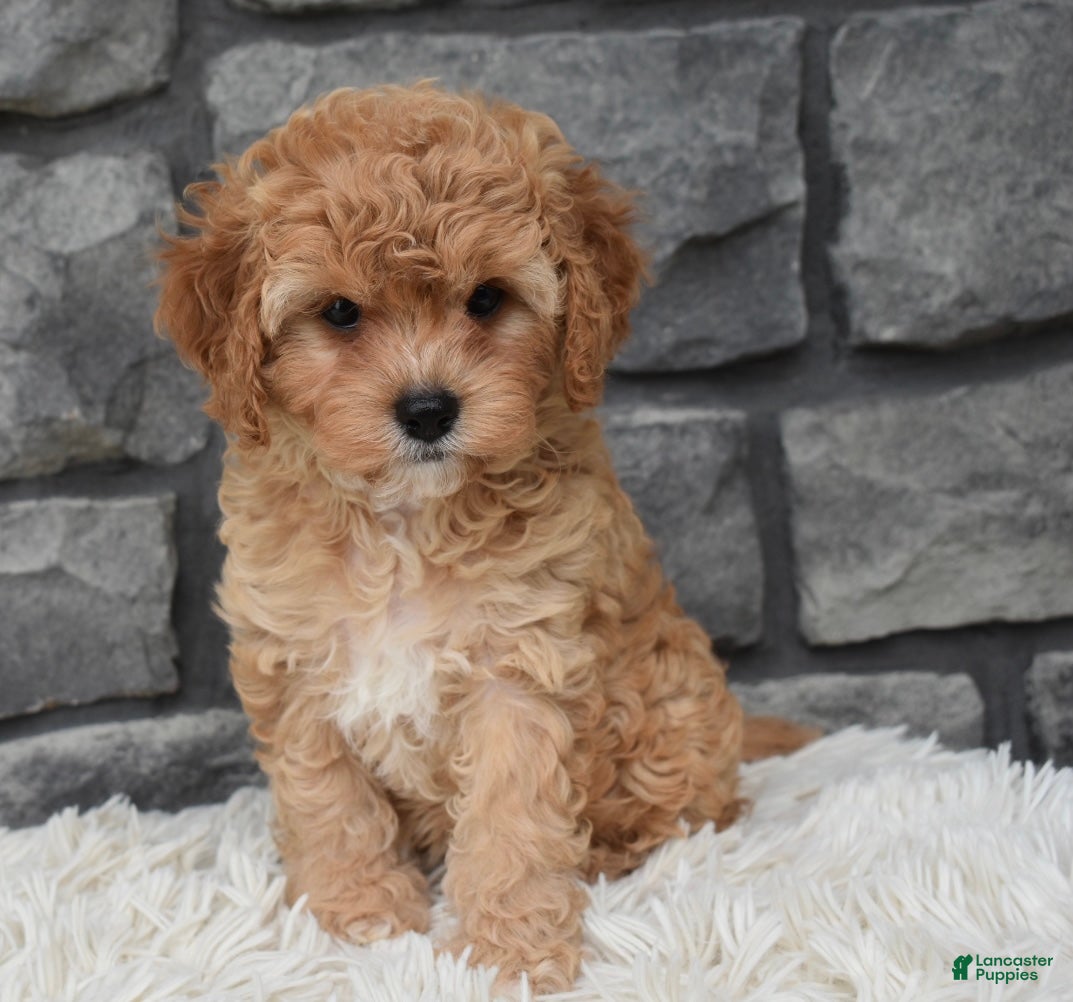 Cavapoo dogs Maggie  - Ad 1