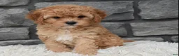 Cavapoo dogs for sale: Maggie  - Ad 3