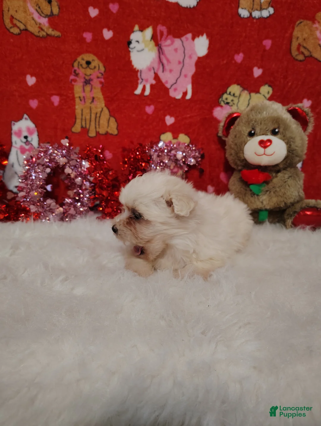 Maltese dogs for sale: June - purple - Ad 5