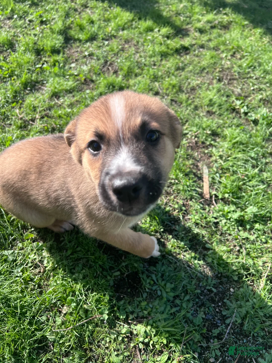 Mixed Breed dogs for sale: Mixed Breed 5 - Ad 1