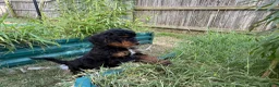 Mixed Breed dogs for sale: Star - Ad 2