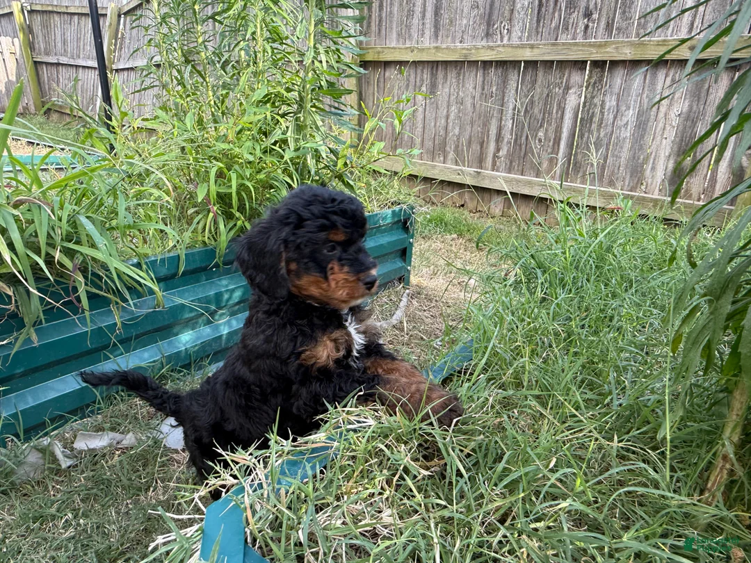 Mixed Breed dogs for sale: Star - Ad 2