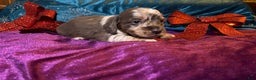 Miniature Dachshund dogs for sale: Miniature Dachshund Puppy 2 - Ad 6