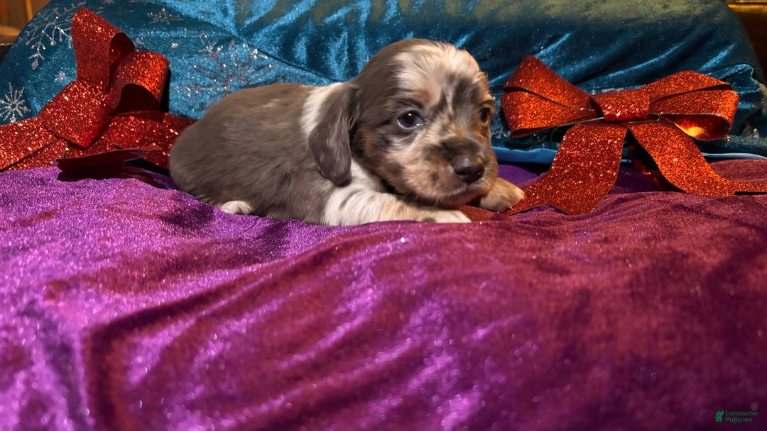 Miniature Dachshund dogs for sale: Miniature Dachshund Puppy 2 - Ad 6