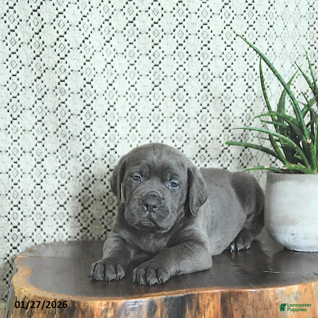 Cane Corso dogs for sale: Blu  - Ad 3