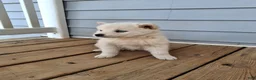 Pomsky dogs for sale: Darci - Ad 4