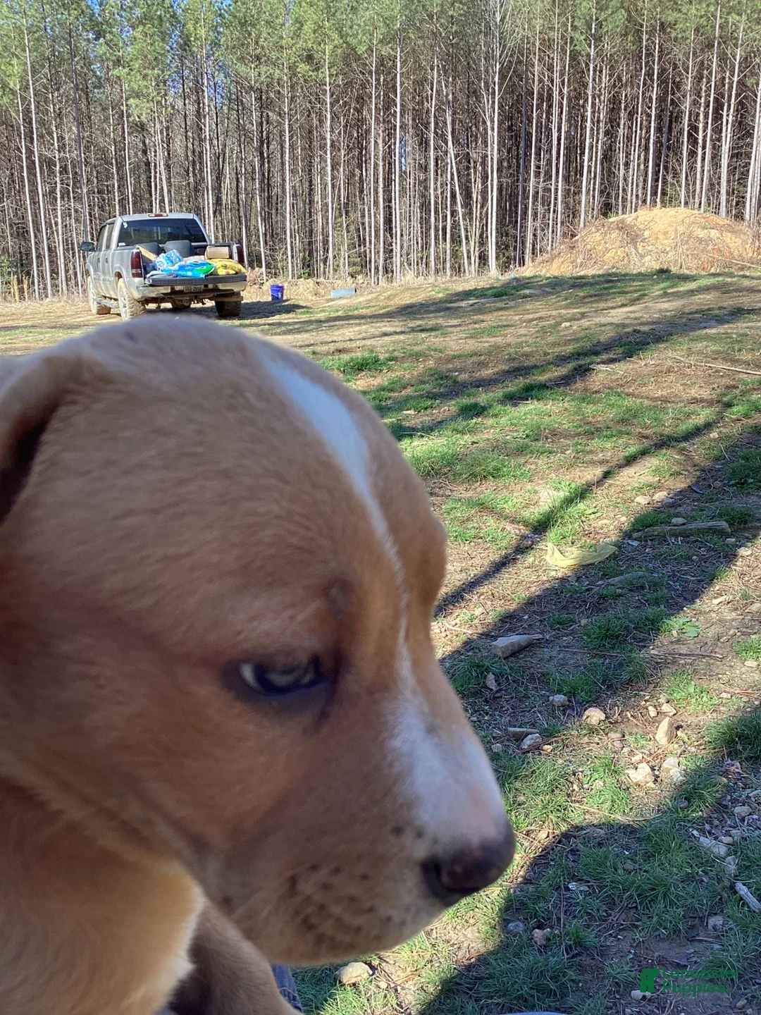 American Pit Bull Terrier dogs for sale: American Pit Bull Terrier Puppy 4 - Ad 1