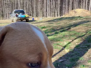 American Pit Bull Terrier dogs American Pit Bull Terrier Puppy 4 - Ad 9