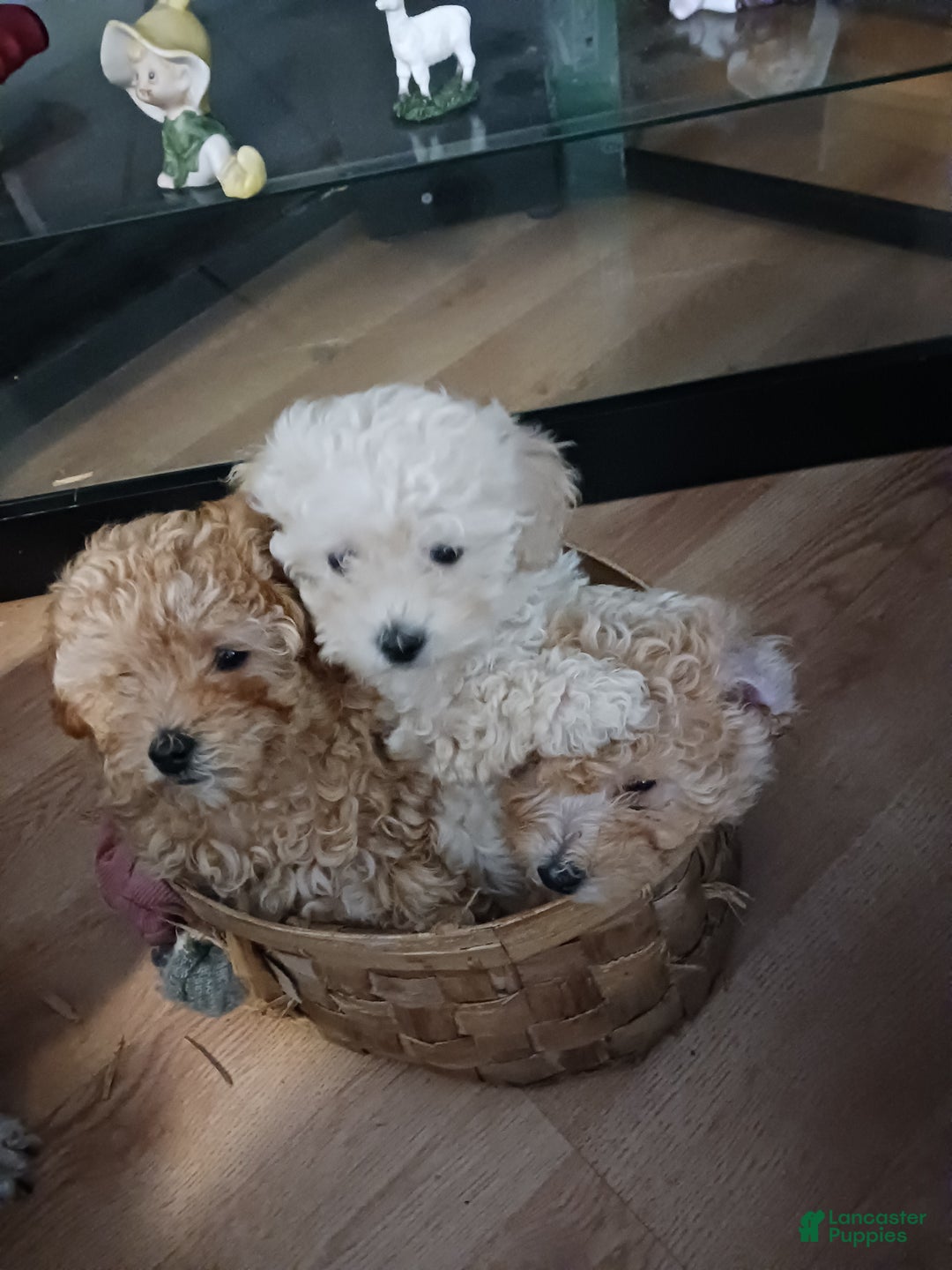 Toy Poodle dogs for sale: Polly - Ad 2