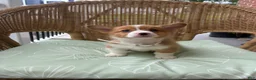 Welsh Corgi Pembroke dogs for sale: Bandit - Ad 3