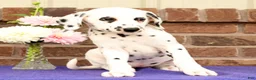 Dalmatian dogs for sale: Dora - Ad 8