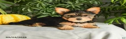 Yorkshire Terrier dogs for sale: Vicky - Ad 5