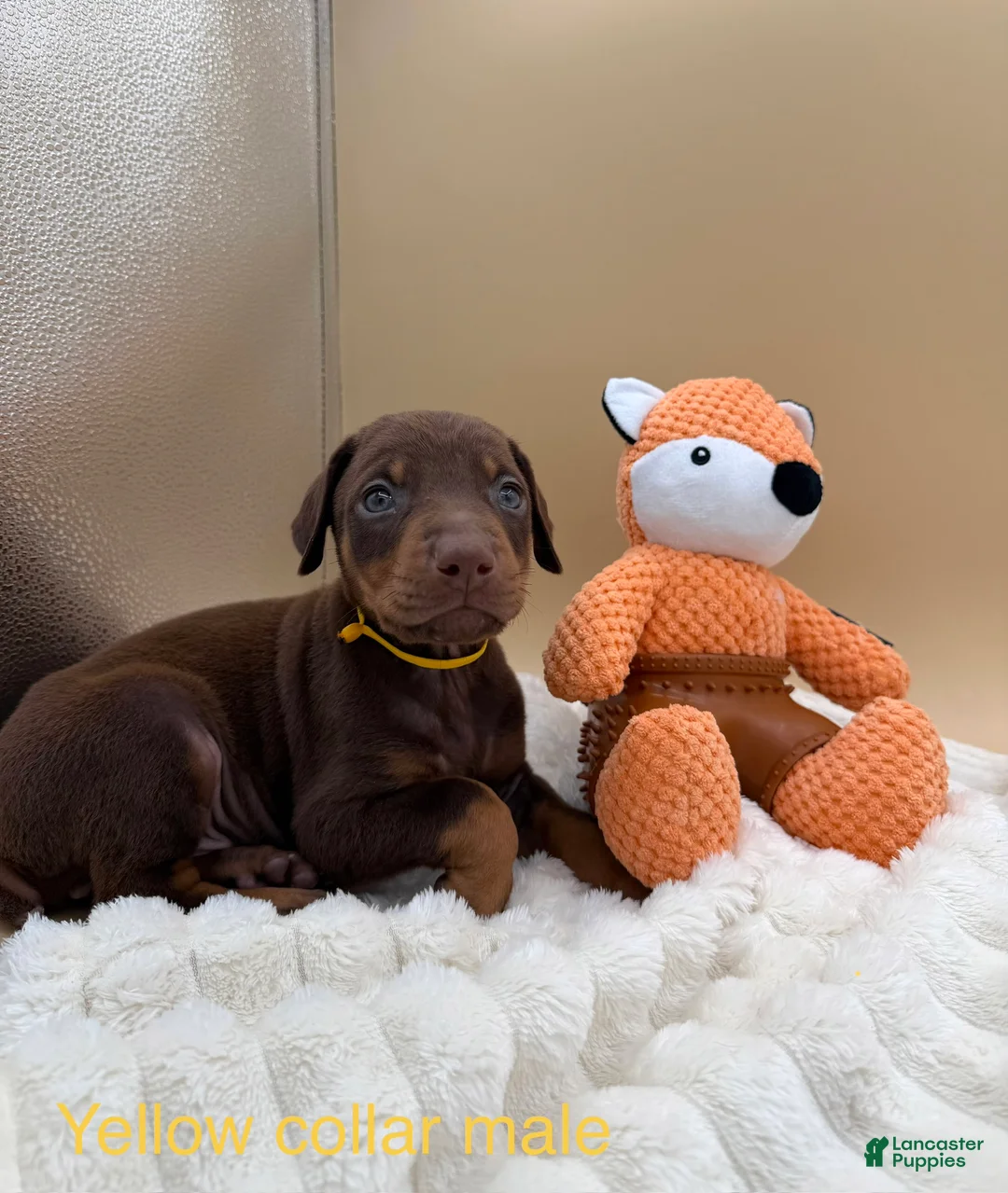 Doberman Pinscher dogs for sale: Red/rust male yellow collar 💛 - Ad 1