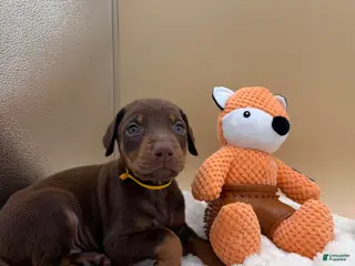 Doberman Pinscher dogs Red/rust male yellow collar 💛 - Ad 23