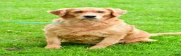 Golden Retriever dogs for sale: Archie - Ad 11