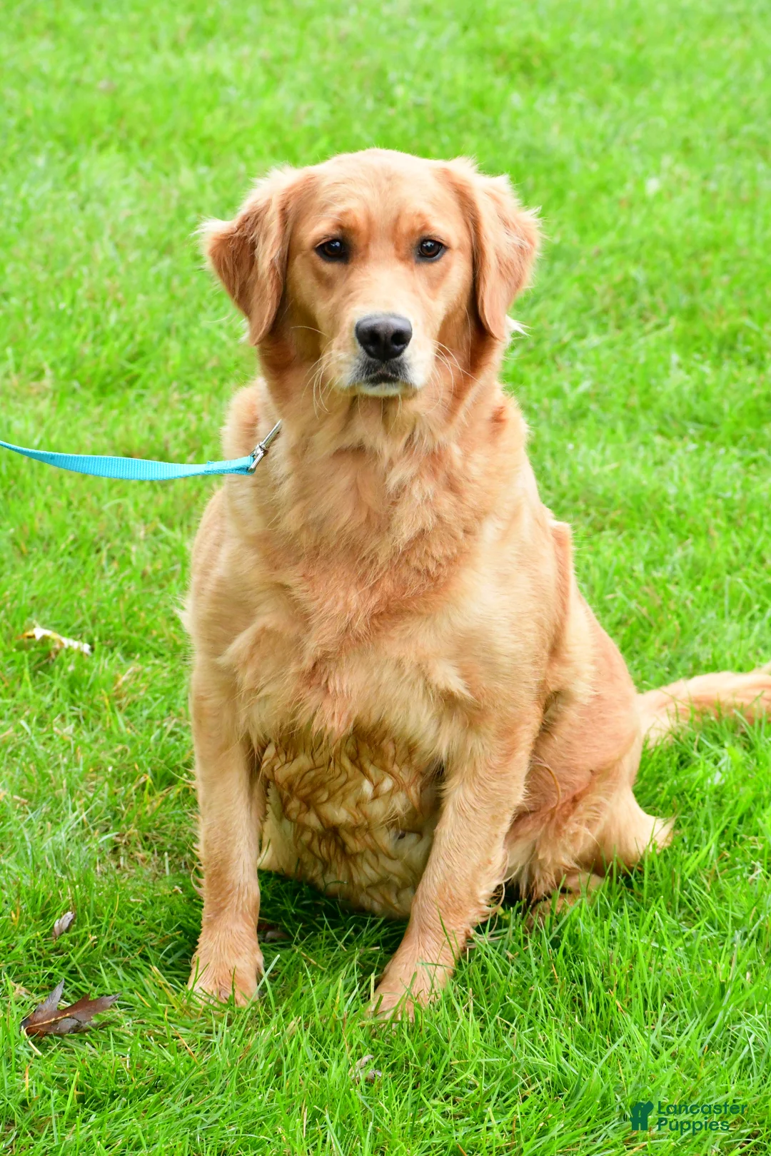 Golden Retriever dogs for sale: Archie - Ad 11